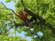 Zrez stromov lezeckou technikou, Prešovský kraj