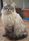 Sibirská mačka
