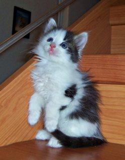 Sibirská mačka