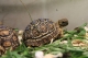 Suchozemská želva pardálí (leopardí)