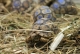Suchozemská želva pardálí (leopardí)