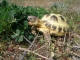Suchozemské želvy vhodné pro děti