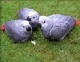 Ponúkam úplne krotké mláďatá papagája sivého ( žako )