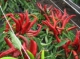 Chilli Papriky -77 druhů            semena -neoseeds