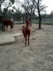 Klisna American Quarter Horse