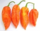 Paprika 78 druhů semen - semena neoseeds