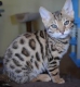 Prodám Bengálská koťata-kočičky registrované
