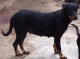 Beauceron - Francúzsky ovčiak - šteniatka predám