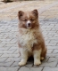 štěňátka Finského laponského psa s PP (Lapinkoira)