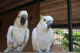 Nabídka  Deštník kakadu papoušci