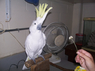 Nabídka  Deštník kakadu papoušci