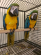 Zlaté a Modré papoušci pro prodej