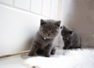 Pedigree British Shorthair Kittens