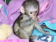 Predaj veľmi zdravých detských opíc kapucínky