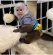 Nádherná kapucínská opice na prodej