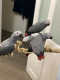 Ručne odchované mláďatá afrických sivých papagájov na predaj