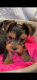 Roztomilé šteniatka Cocolate Jorkshire Terrier