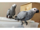 Charlie africký sivý papagáj veľmi milujúci a priateľský