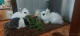 Zakrslý králik - Tedy levík