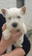 Predám šteniatka West Highland White Terrier
