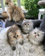 Krásne zlaté a činčilové perzské mačiatka