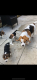 Beagle Dogs and Puppies for sale