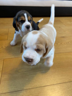 Beagle Dogs and Puppies for sale