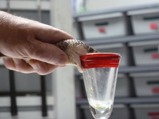 Hadie jedy na predaj sušený a tekutý hadí jed