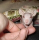 Darujem mladých potkaníkov - naháčov