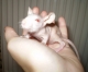 Darujem mladých potkaníkov - naháčov