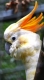 kakadu žlutolící sumbský