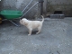 Darujem steniatka krizencov nemeckeho ovciaka a labradora§