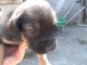 Darujem steniatka krizencov nemeckeho ovciaka a labradora§
