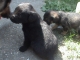 Darujem steniatka krizencov nemeckeho ovciaka a labradora§