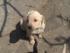 Darujem steniatka krizencov nemeckeho ovciaka a labradora§