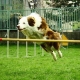 Výcvik poslušnosti psov, agility