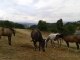 Ustajnenie koní-,,SILVER RANCH"-Banská Bystrica-PODLAVICE