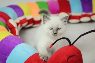 Ragdoll kittens available for Christmas 201