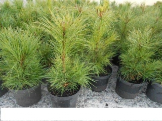Sibírske cédre - Borovica limbová - (Pinus cembra sibirica)