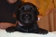 Leonberger šteniatka s PP