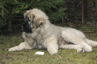 prodám štěně - fenku kavkazského pasteveckého psa s PP FCI