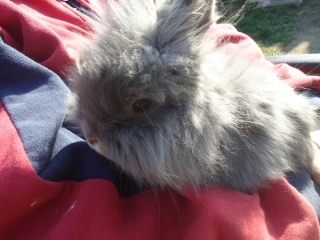 Kto podaruje klietku,misku a iné veci pre môjho Teddy zajačika