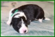 Border Collie - puppies with Pedigree