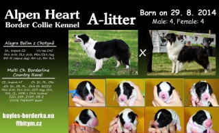Border Collie - puppies with Pedigree