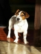 Darujeme do dobrých rúk krásneho JACK RUSSEL TERIÉRA