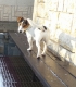 Darujeme do dobrých rúk krásneho JACK RUSSEL TERIÉRA