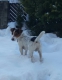 Darujeme do dobrých rúk krásneho JACK RUSSEL TERIÉRA