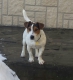 Darujeme do dobrých rúk krásneho JACK RUSSEL TERIÉRA