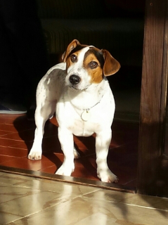 Darujeme do dobrých rúk krásneho JACK RUSSEL TERIÉRA