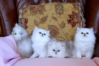 Krásné perské koťata